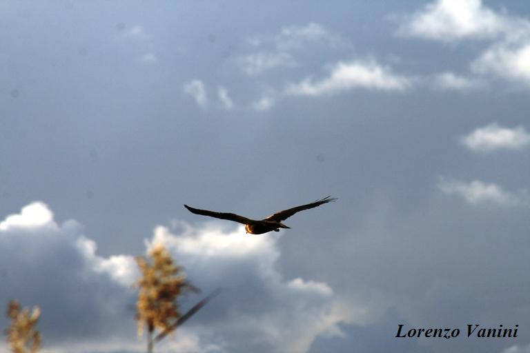 Falco di palude (serie)