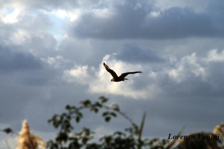 Falco di palude (serie)