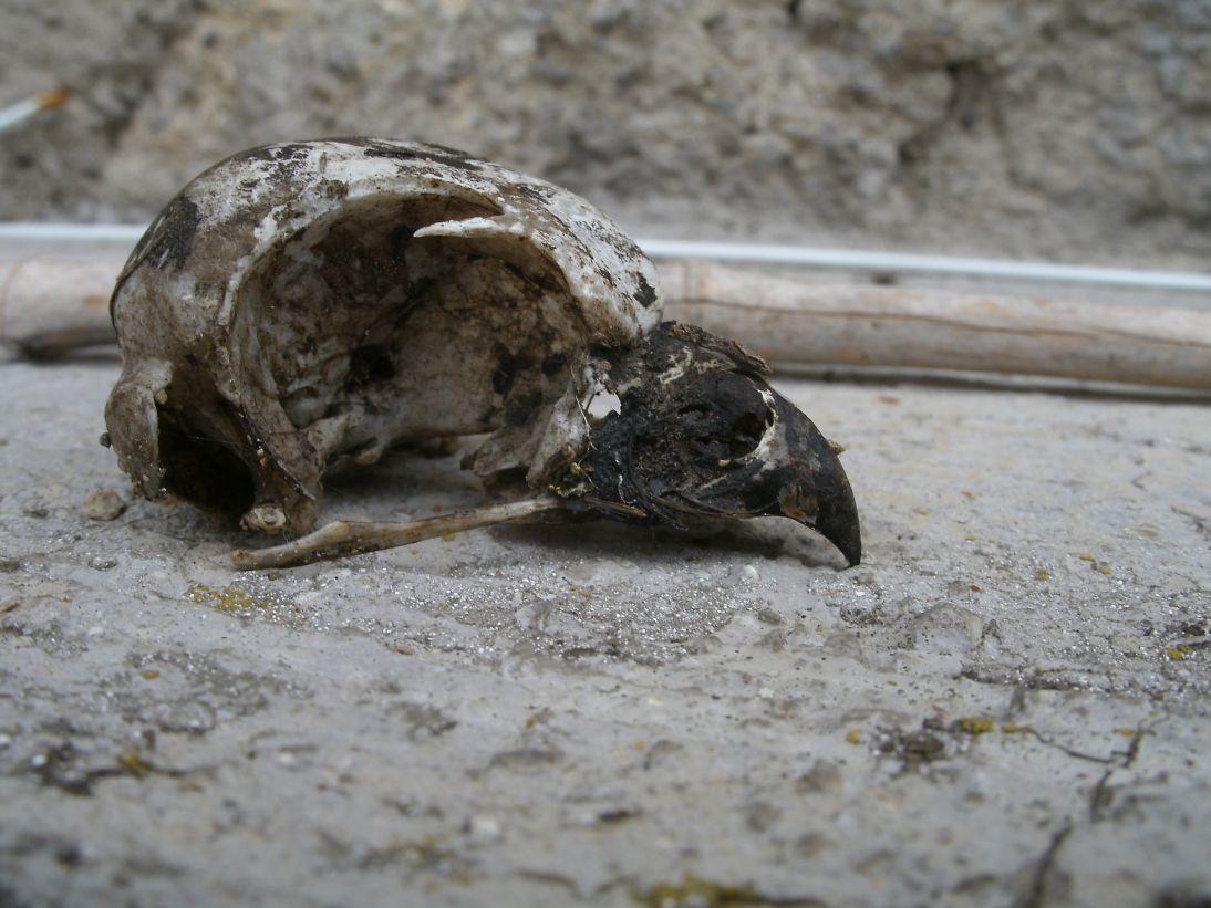 Cranio uccello: Civetta.