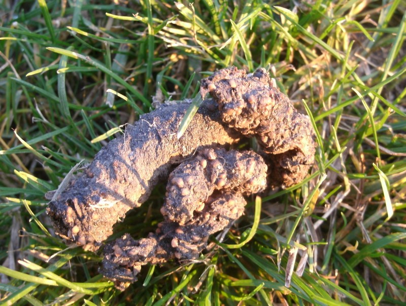 fatta identificazione