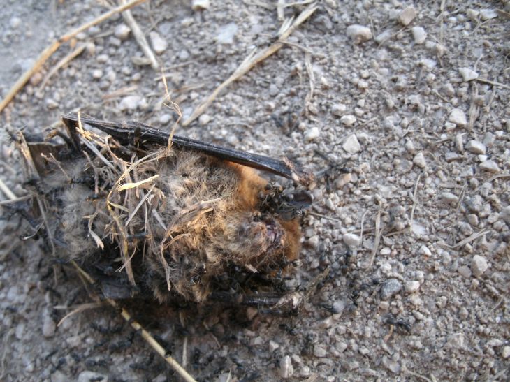 pipistrello (morto) da identificare