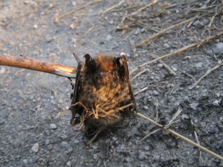 pipistrello (morto) da identificare