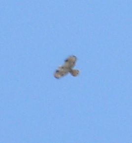 rapace (foto pessima qualit)