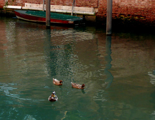 anatre nei canali di Venezia