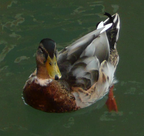 anatre nei canali di Venezia