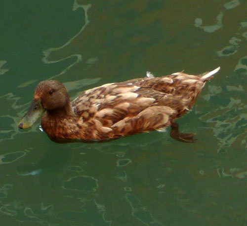 anatre nei canali di Venezia