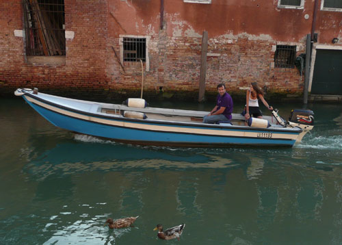 anatre nei canali di Venezia