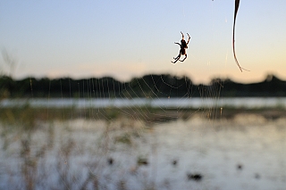 Larinioides sp.