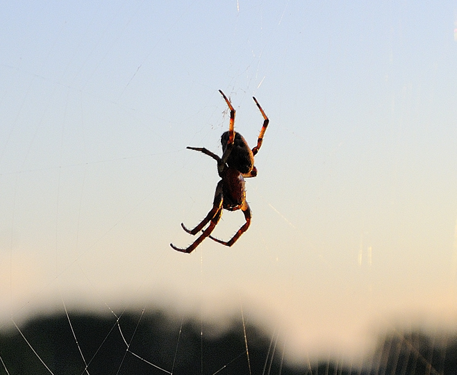 Larinioides sp.