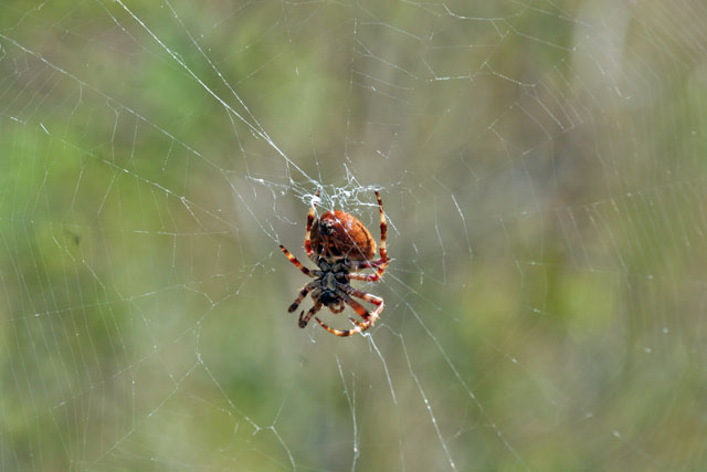 Araneus angulatus
