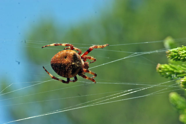 Araneus angulatus