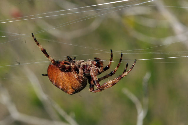 Araneus angulatus