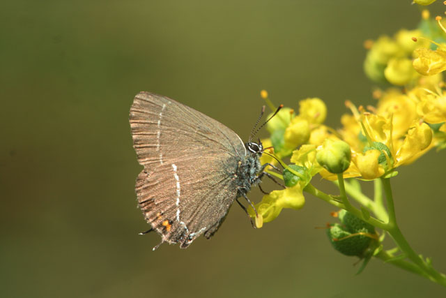 Satyrium sp ? Satyrium spini