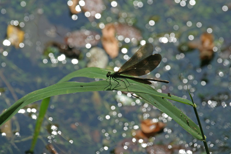 Calopteryx  virgo?