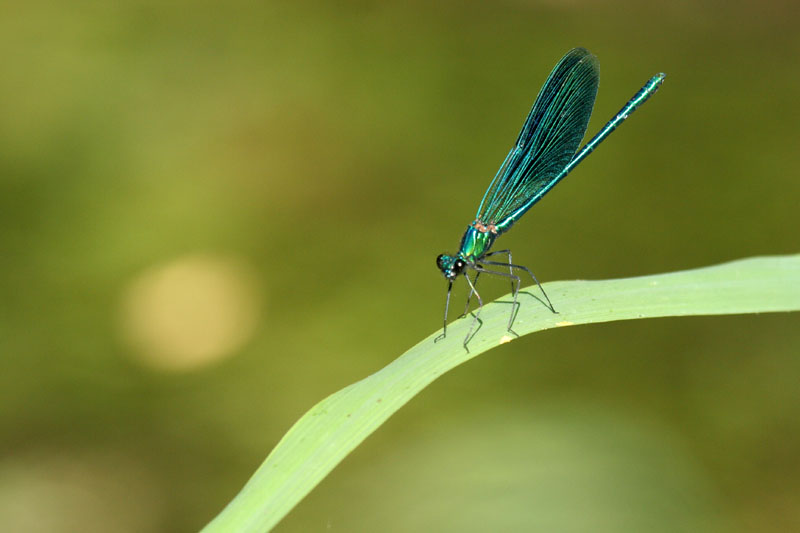 Calopteryx  virgo?