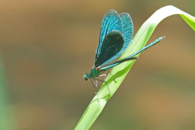 Calopteryx  virgo?