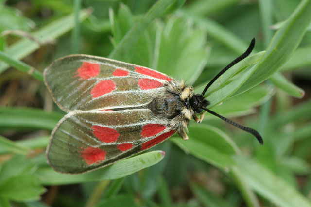 Zygaena  exulans ? Si, femmina