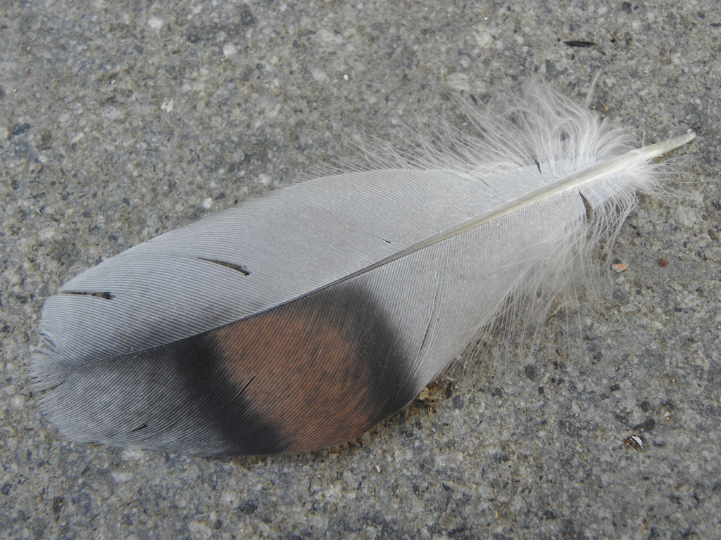 Riconoscimento uccello da penna