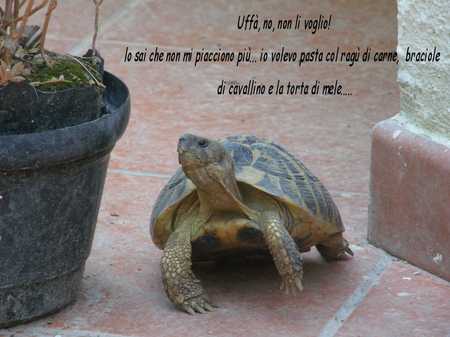Le espressioni delle tartarughe