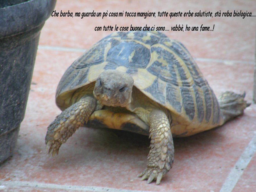 Le espressioni delle tartarughe