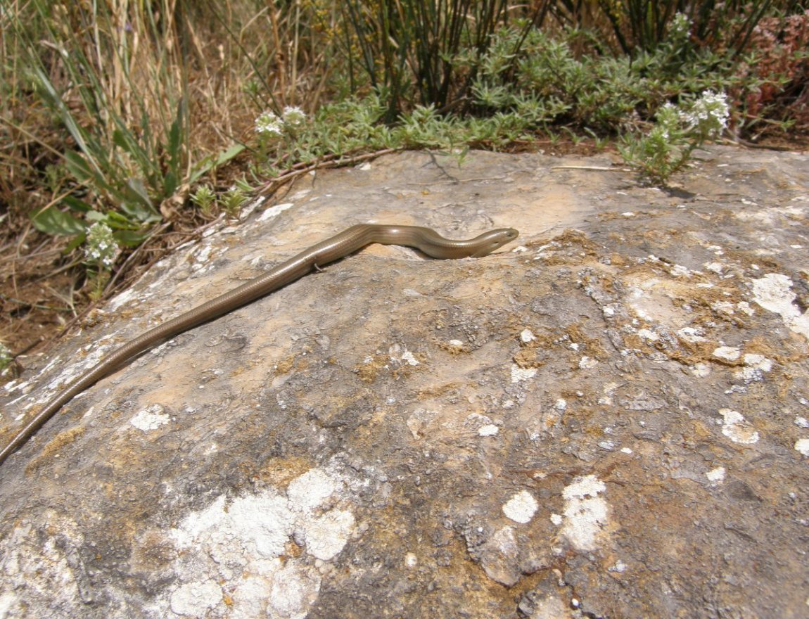 Una bionda....  affascinante