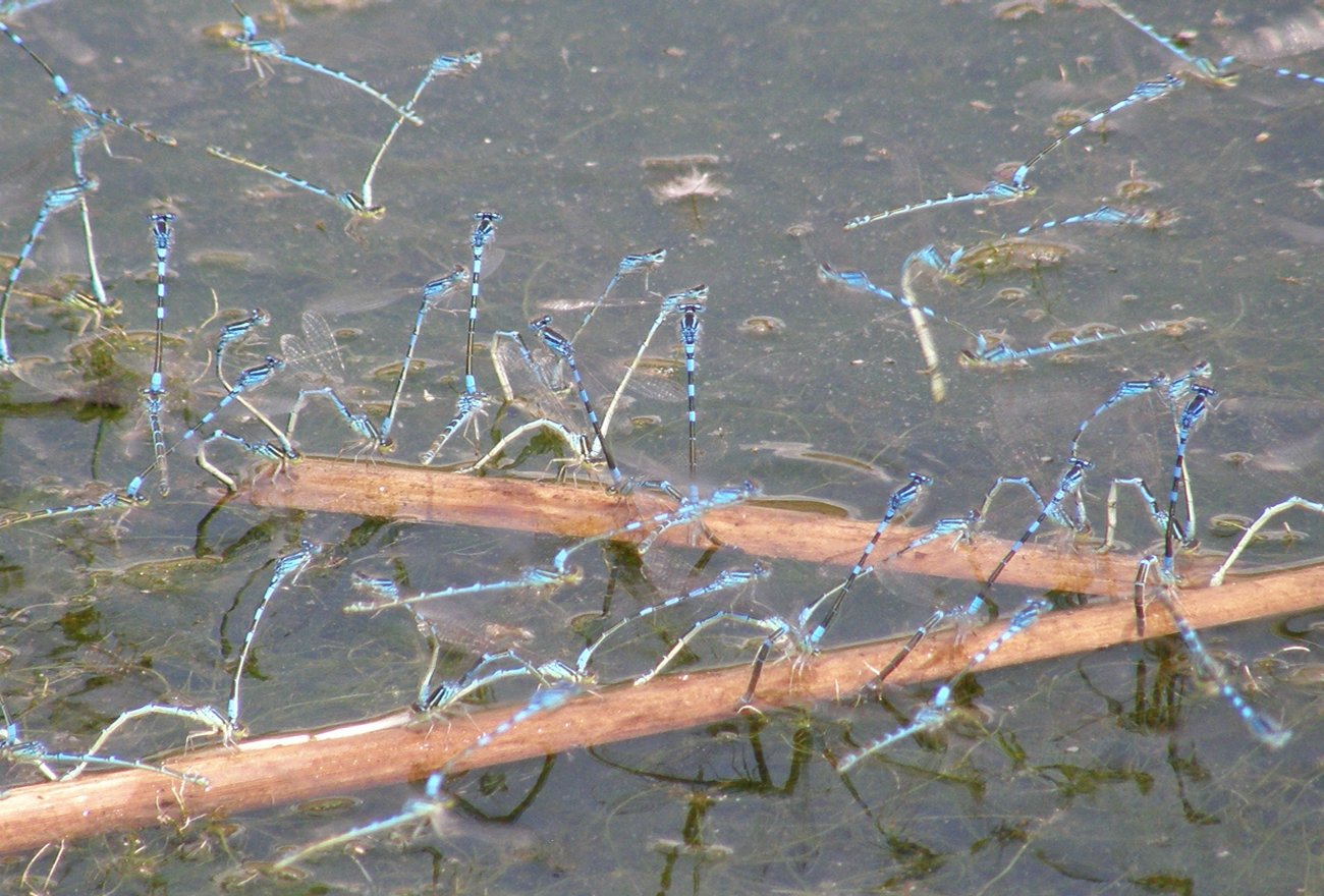 Un''orgia di.... Coenagrion scitulum