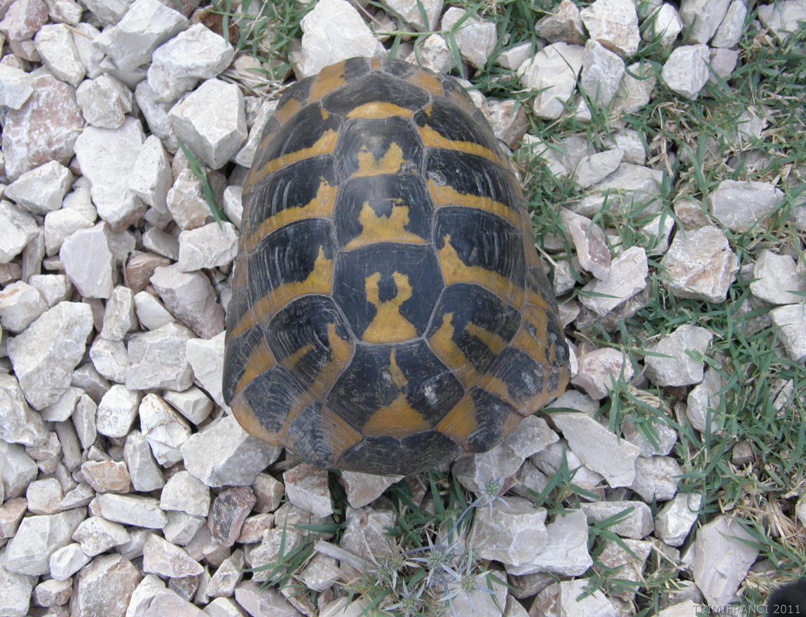 Una Testudo boettgeri.... molto hermanni hermanni!