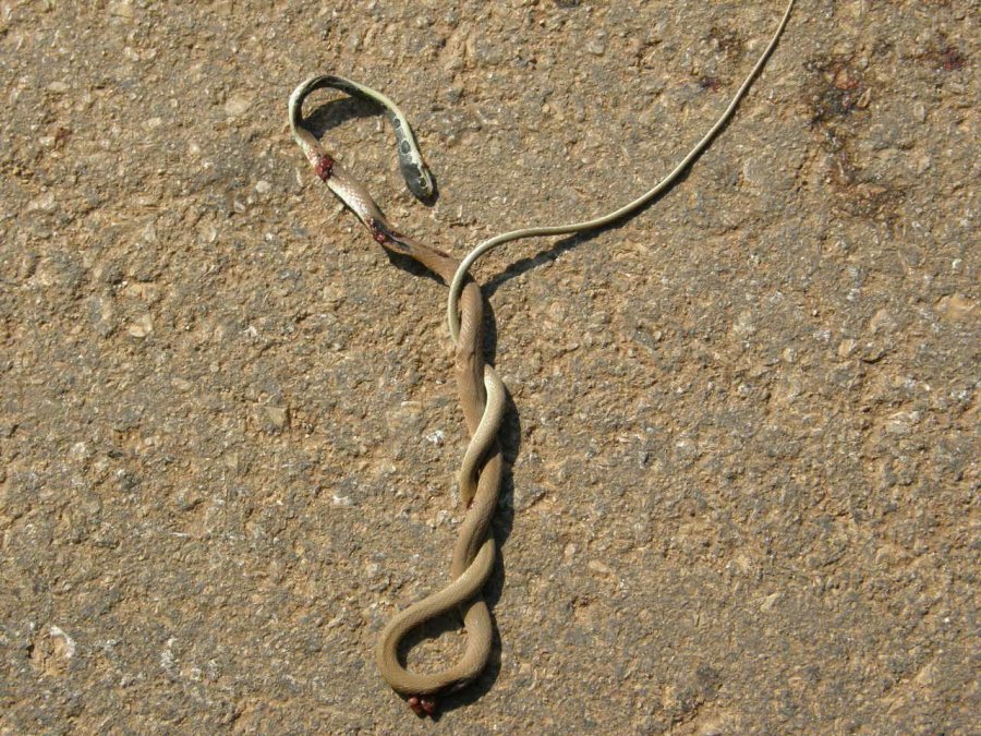 Serpente Sacro Kefalonia