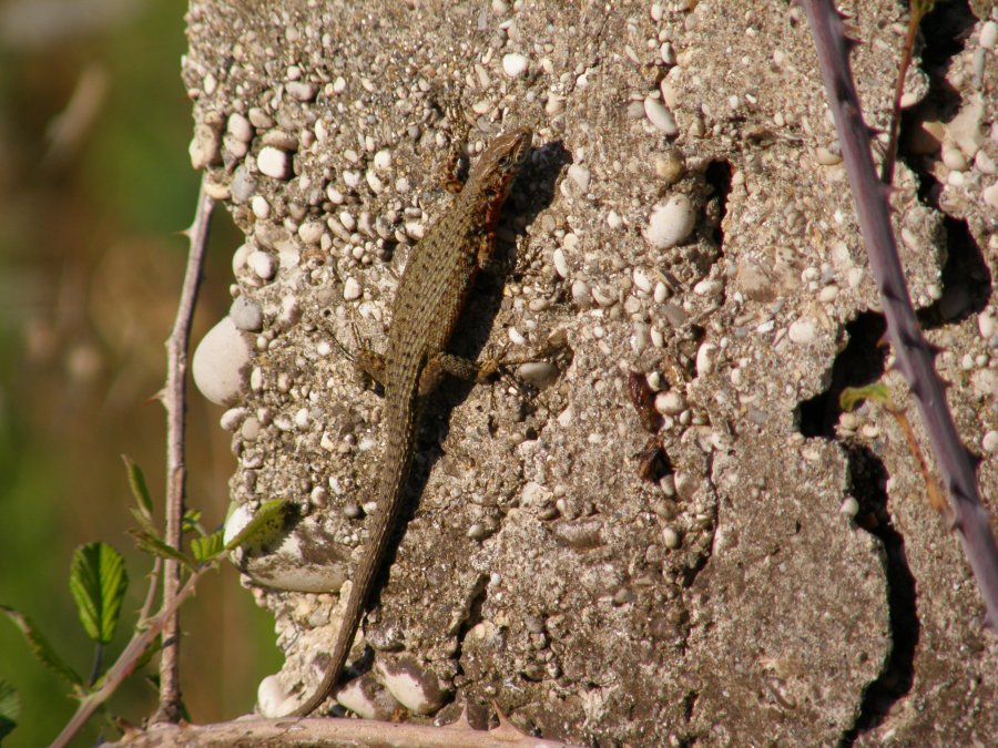 Aiuto identificazione lucertola:   Algyroides nigropunctatus in Puglia