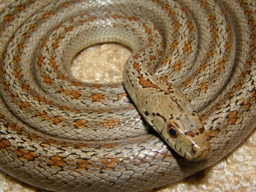 colubro leopardino (Zamenis situla, var. lineata)