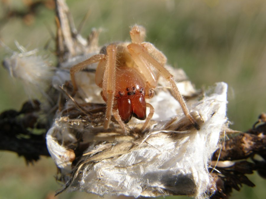 Cheiracanthium sp.
