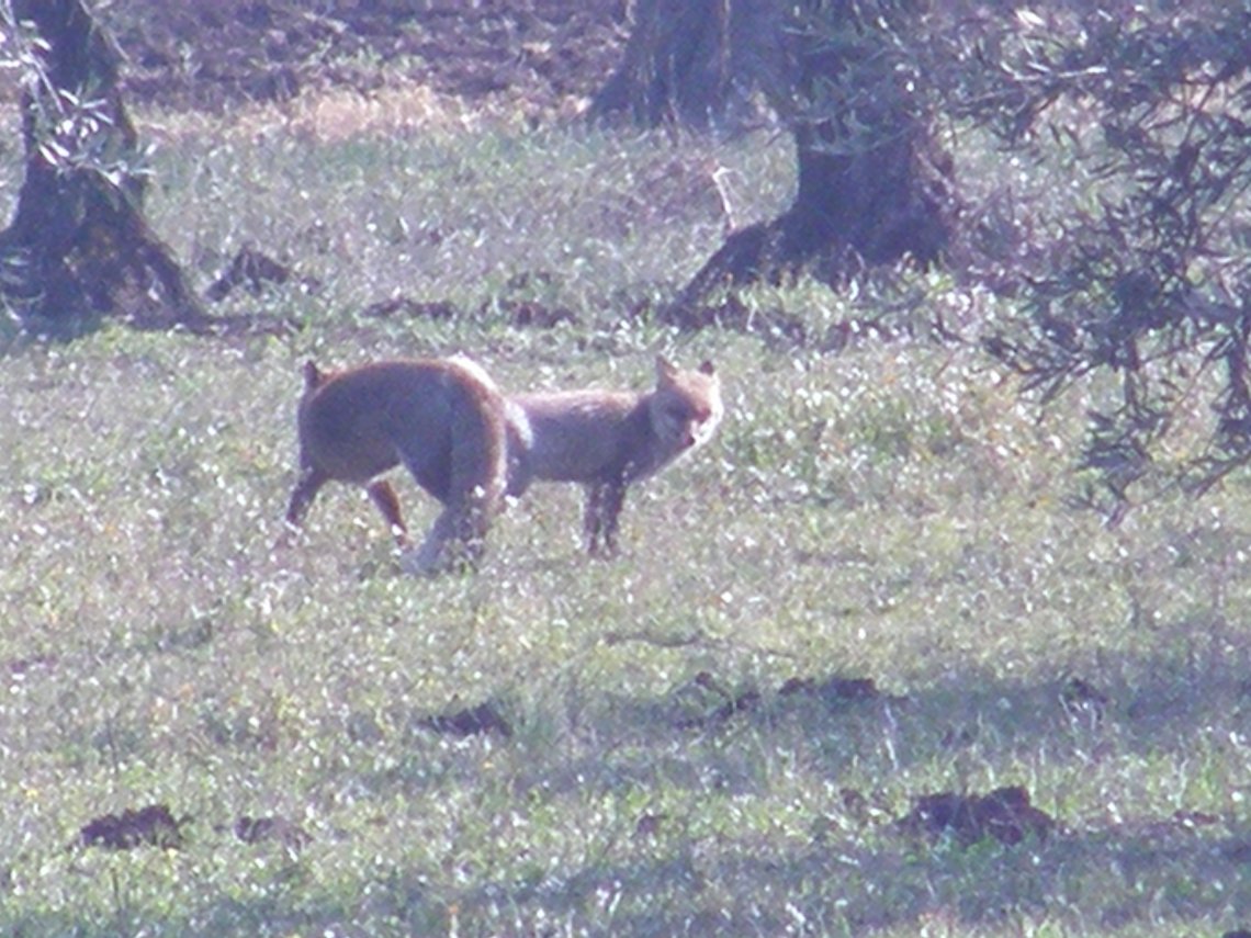 SCOOP!  Ma il triangolo.... no! - Vulpes vulpes -
