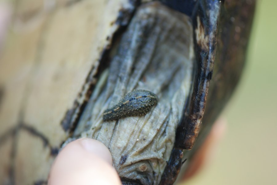 Sanguisuga, genere Placobdella, famiglia Glossiphoniidae