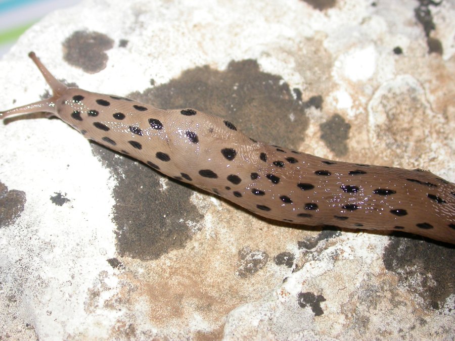 Un Limax del graecus-gruppo da Poggiorsini (BA)
