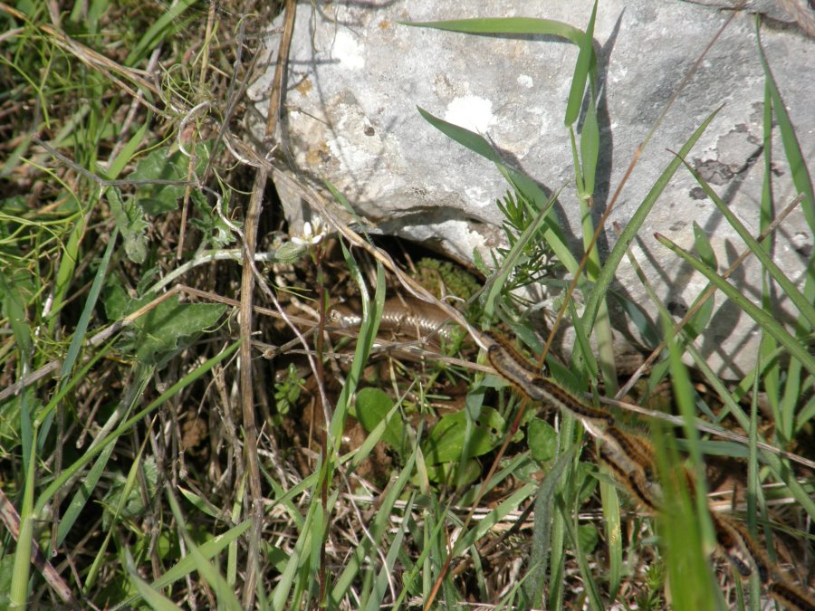 Luscengola gigante della Murgia