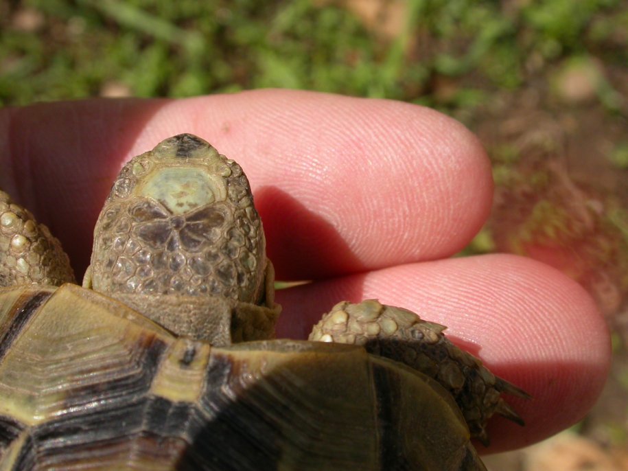 Turchia1: Testudo graeca