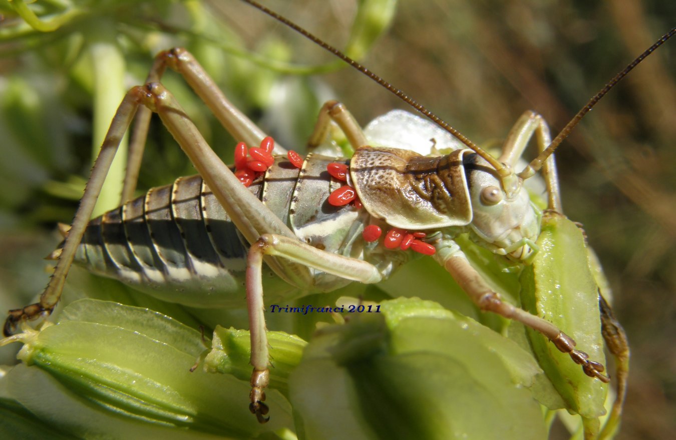 Ephippiger sp. maschio parassitato!