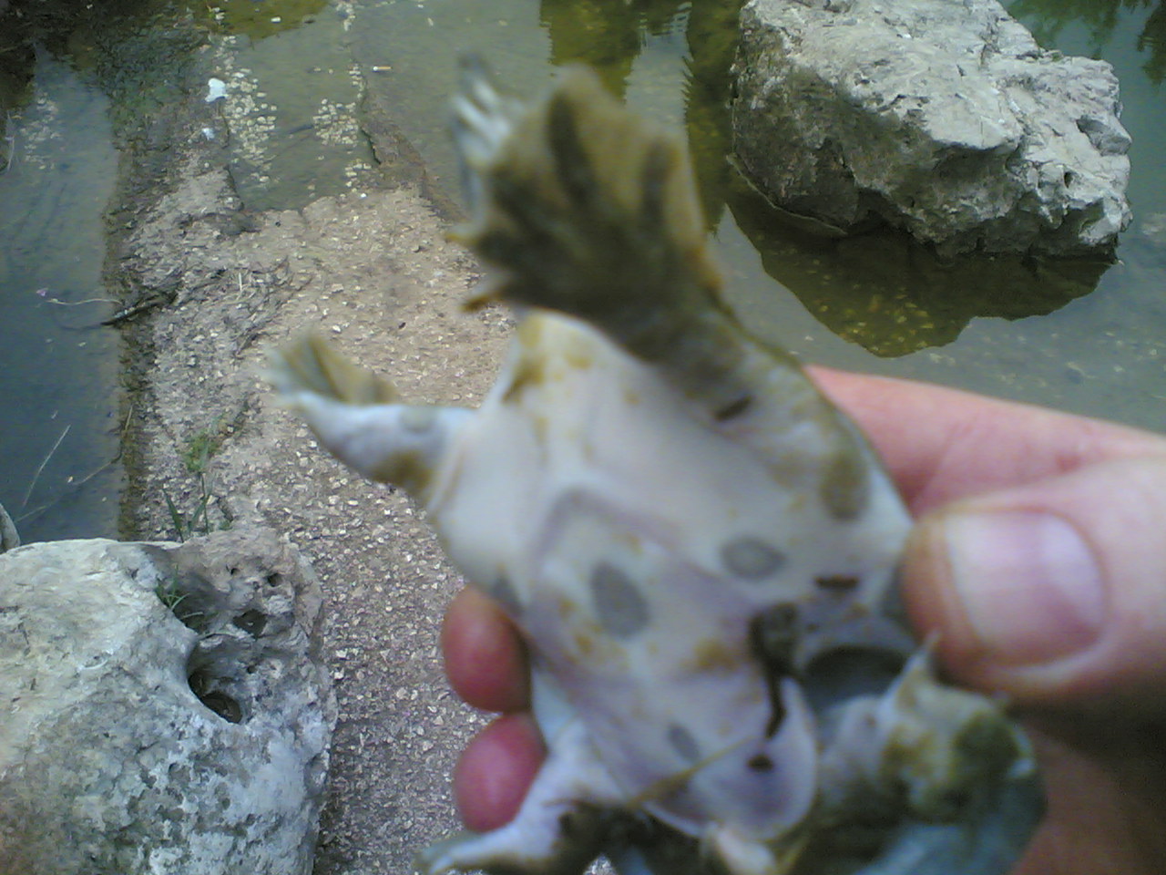 Alloctoni a gog: Pelodiscus sinensis!