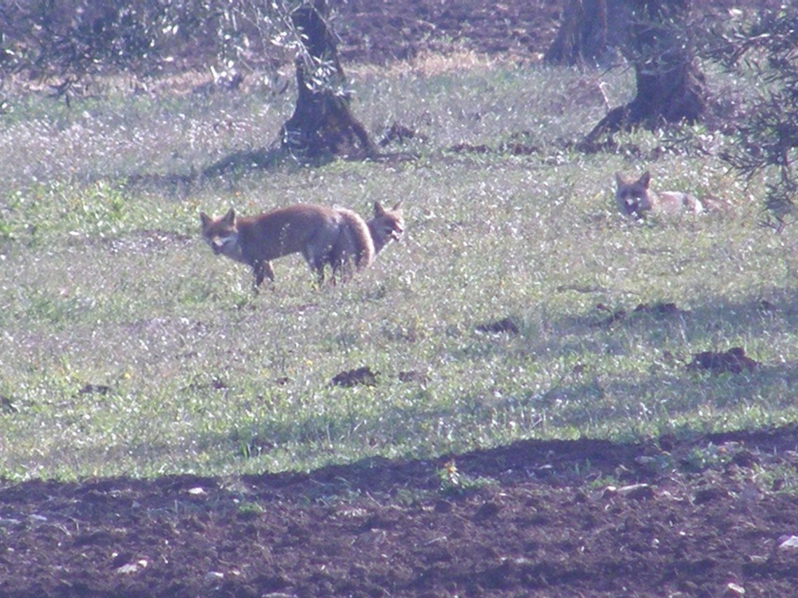 SCOOP!  Ma il triangolo.... no! - Vulpes vulpes -