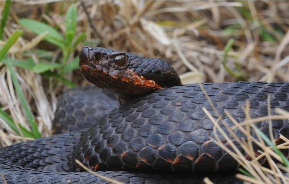 Vipera infernalis?!