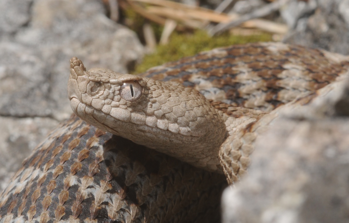 Vipera ammodytes