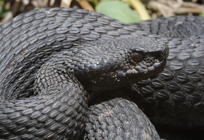 Vipera aspis hugyi melanica calabrese & Co. !