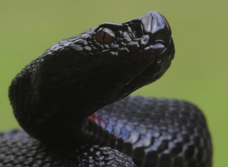 Un pomeriggio con la Salamandra atra in compagnia di Barbaxx