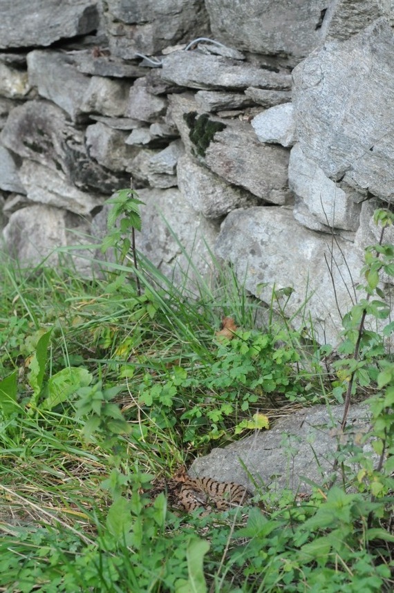 Vipere ottobrine