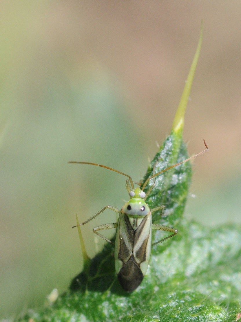 Miridae: Adelphocoris lineolatus del Ticino