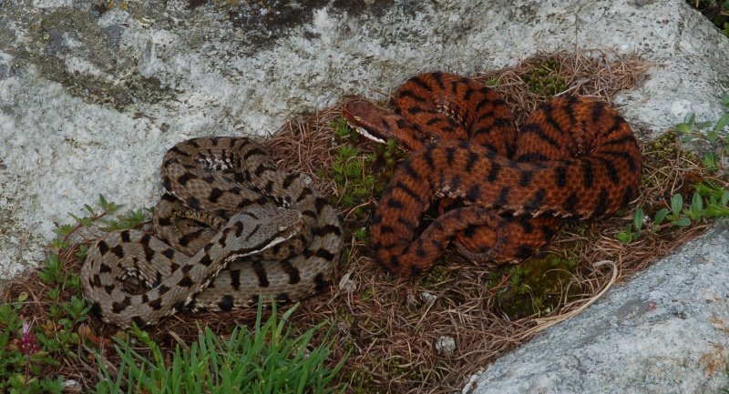 Vipera aspis e pattern