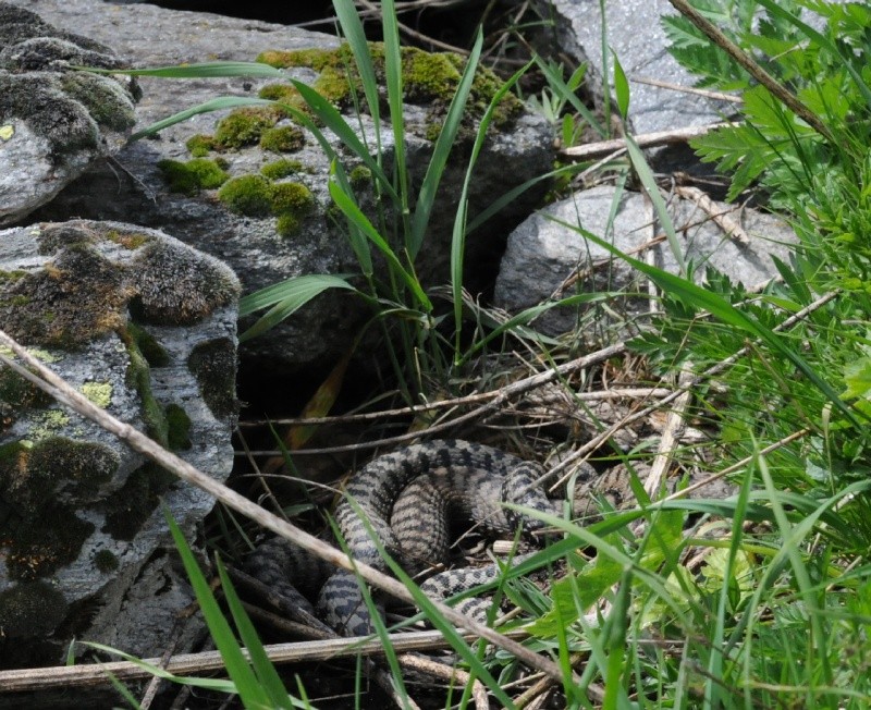 Alcune foto di vipere in natura