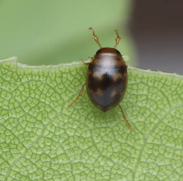 Help with ID? Hydrovatus aristidis