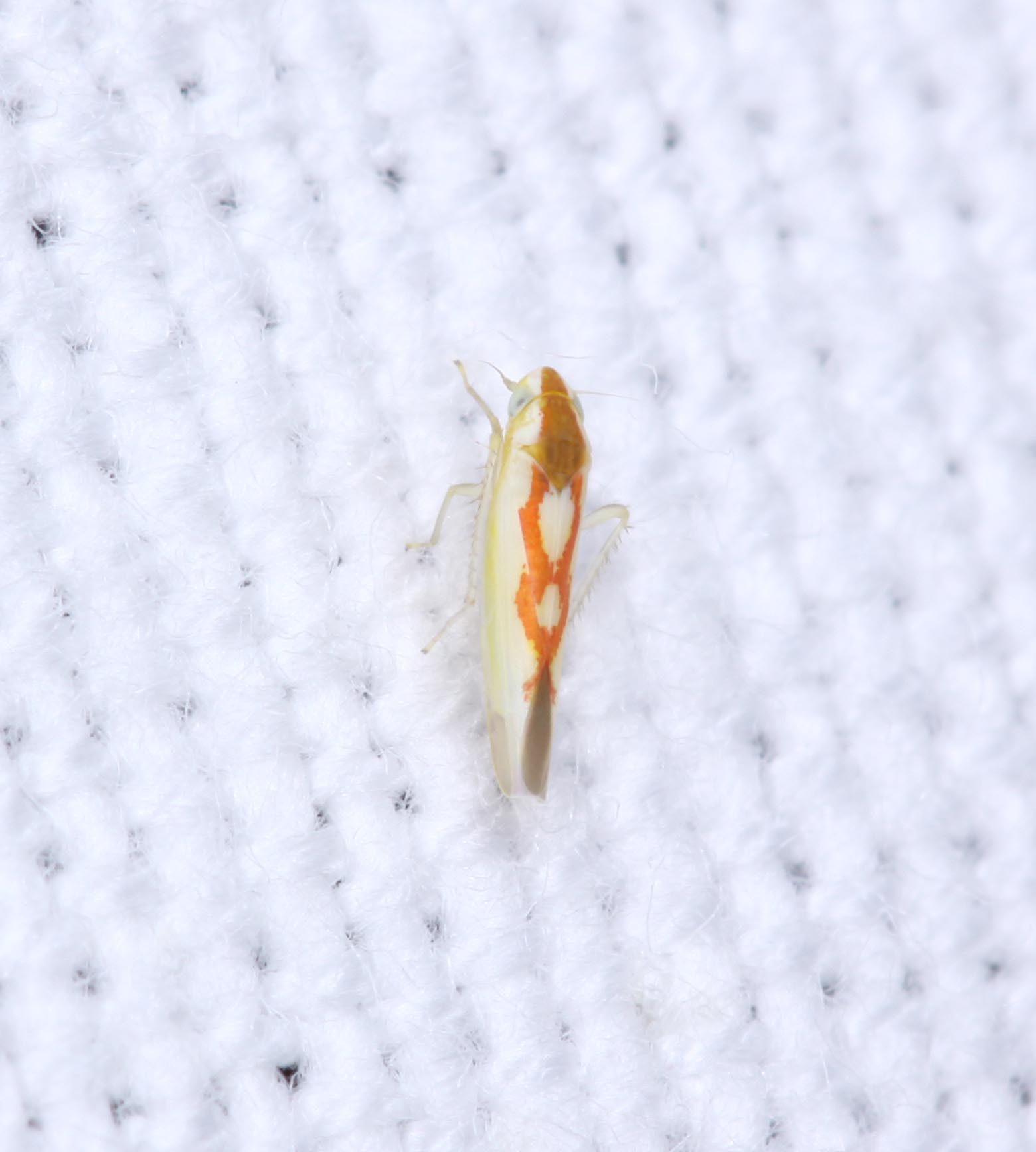 Help with ID: Zygina sp. Cicadellidae  - Israel