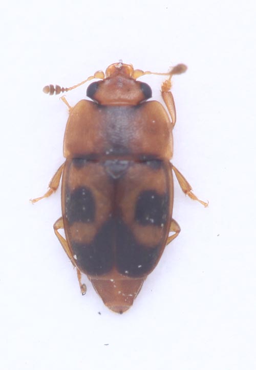 Nitidulidae: Haptoncus ocularis